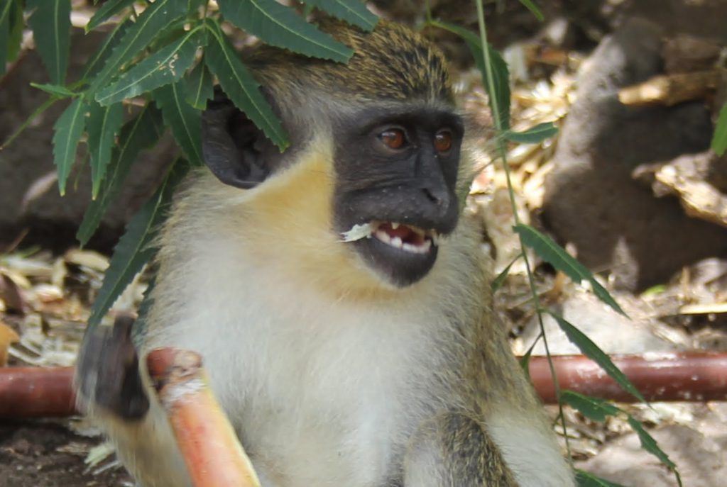 SOLUTIONS SOUGHT TO ADDRESS MONKEY OVERPOPULATION THAT POSES SERIOUS THREAT FOR FARMERS IN ST. KITTS-NEVIS
