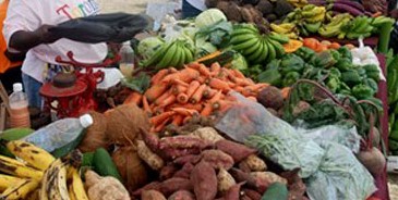 Plant and Plant Product Import and Export Requirements