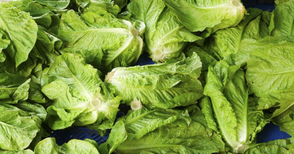 ADVISORY ON THE IMPORTATION OF ROMAINE LETTUCE INTO ST. KITTS AND NEVIS FROM THE USA FROM MINISTRY OF HEALTH