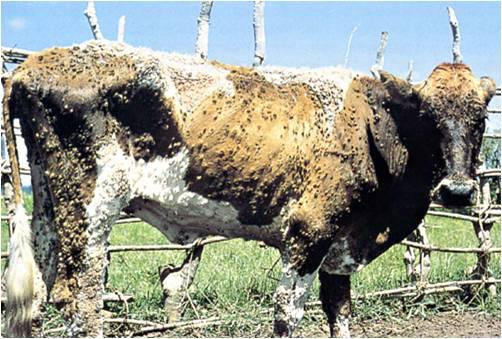 FARMERS TO BENEFIT FROM FREE ISLAND-WIDE TESTING PROGRAMME FOR ANIMALS INFECTED WITH DERMATOPHILOSIS