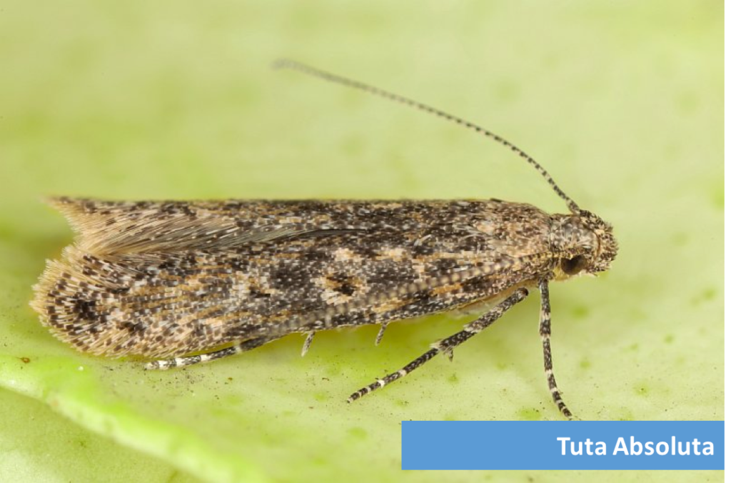 DEPARTMENT OF AGRICULTURE’S PLANT QUARANTINE UNIT ACTIVELY SEARCHING FOR PEST CONTROL SOLUTIONS