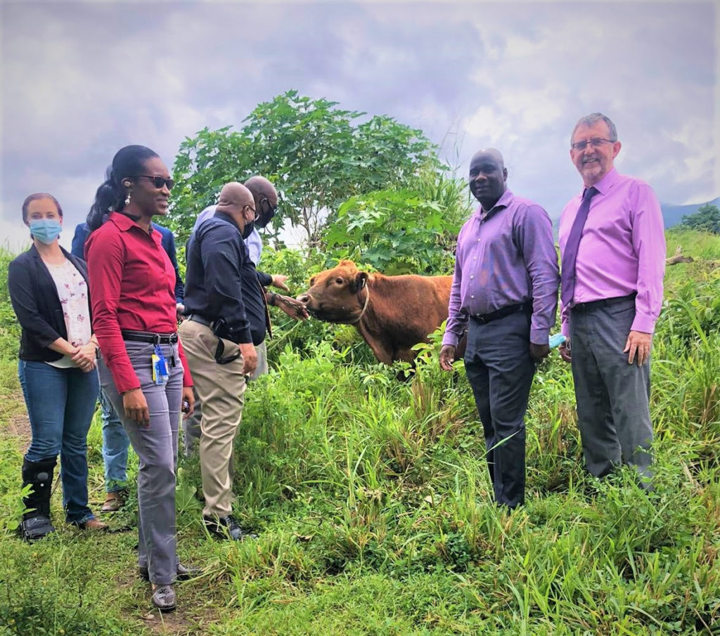 ROSS UNIVERSITY SCHOOL OF VETERINARY MEDICINE CONTRIBUTES TO LIVESTOCK SECTOR IN ST. KITTS & NEVIS