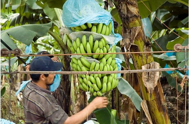 A Global Alliance will join forces to fight against a fungus threatening banana crops
