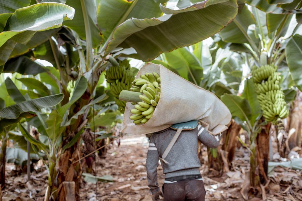 Bananas: a key crop for food security that is under threat