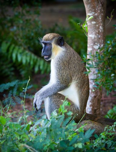 DOGS TO BENEFIT FROM SALE OF MONKEY MEAT, SAYS DEPARTMENT OF AGRICULTURE