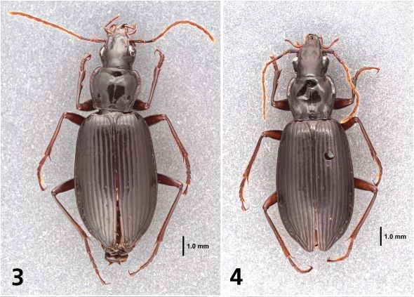 NEW SPECIES OF BEETLES DISCOVERED IN ST. KITTS AND NEVIS