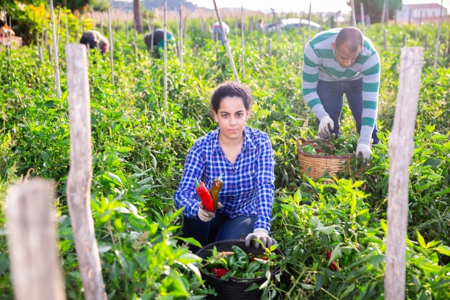 Organic Farming: An innovative production system that promotes gender and youth inclusion in Latin America and the Caribbean