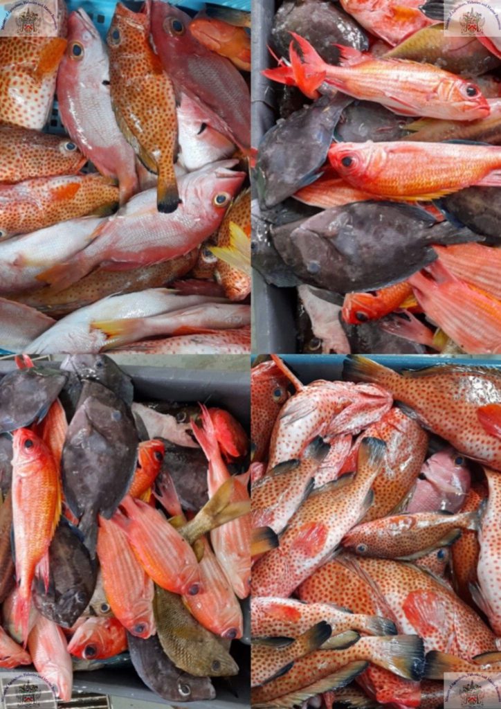 BOOST IN FISHING EFFORTS CONTRIBUTES TO SIGNIFICANT INCREASE IN FISH LANDINGS IN FIRST HALF OF 2021, SAYS MARINE RESOURCES DIRECTOR