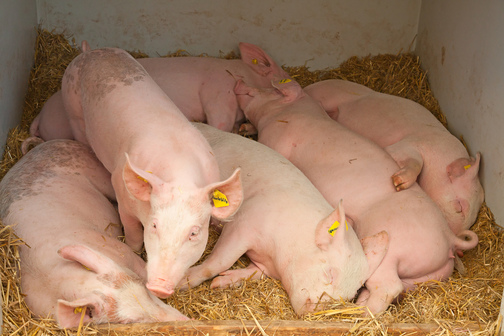 Presence of African swine fever in the Americas threatens food security and calls for a regional effort to contain and eradicate the disease, experts warn