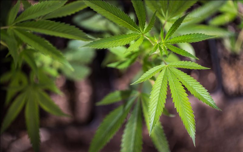 DEVELOPMENT OF LOCAL MEDICINAL CANNABIS INDUSTRY WILL MAKE A POSITIVE IMPACT ON OUR GROWING ECONOMY – PRIME MINISTER HARRIS