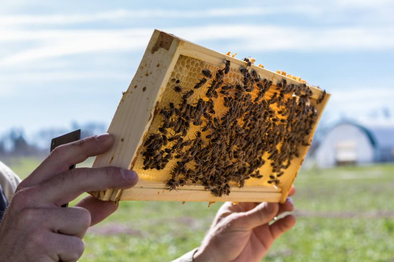 ST. KITTS AND NEVIS UNDERTAKES BEEKEEPING PROJECT TO CONSERVE BIODIVERSITY AND PROMOTE APICULTURE