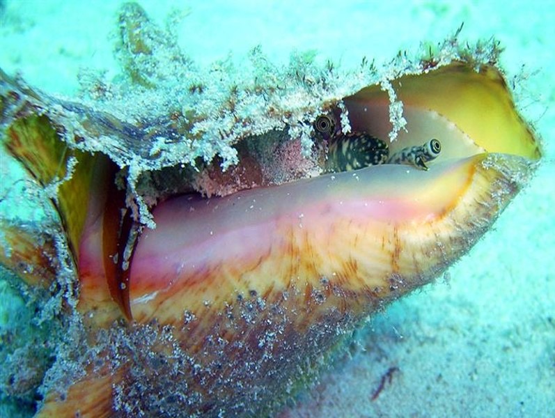 The conservation of Queen Conch is the focus of the upcoming meeting of the Western Central Atlantic Fishery Commission (WECAFC)