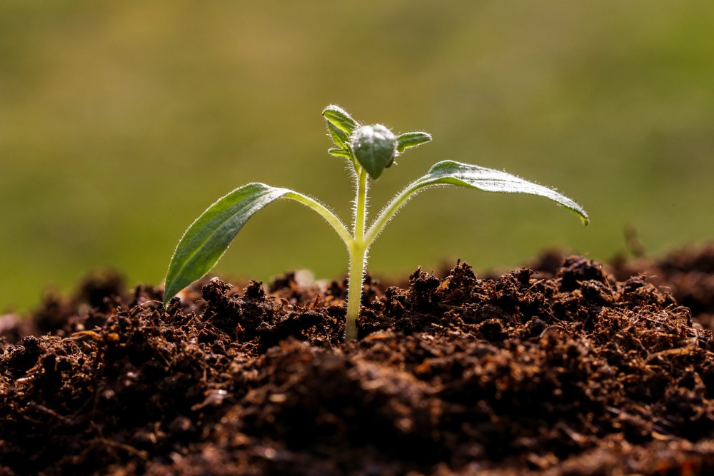 Canada, Colombia, El Salvador and Peru announce membership in Living Soils of the Americas, the IICA-Rattan Lal soil restoration initiative