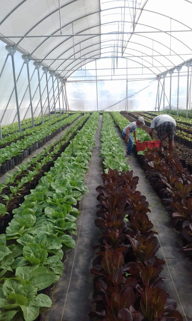 St Kitts and Nevis take steps to substitute lettuce and sweet pepper imports