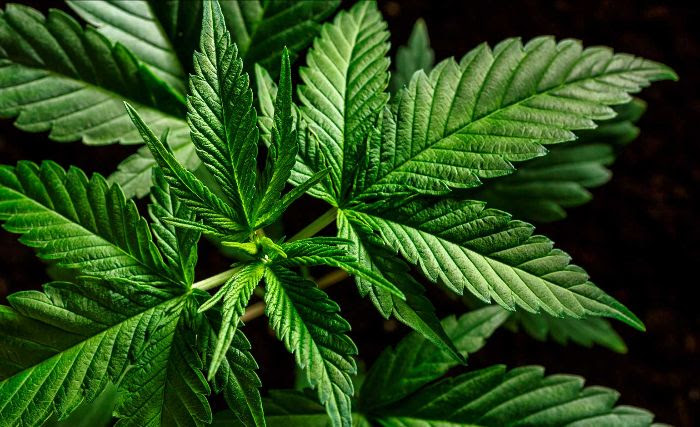 REQUEST FOR PROPOSALS: Advisory Services – Cannabis Cultivation, Information, Product Development and Retail Sales in St. Kitts