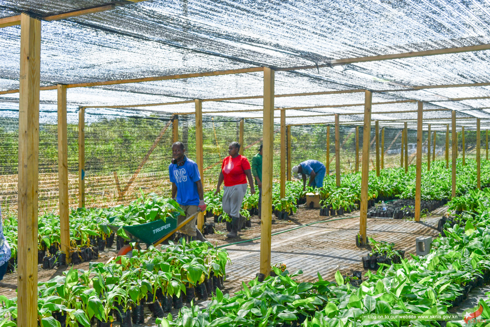 MINISTRY OF AGRICULTURE HANDS OVER THOUSANDS OF BANANA AND PLANTAIN SUCKERS TO FARMERS AND BACKYARD GARDENERS