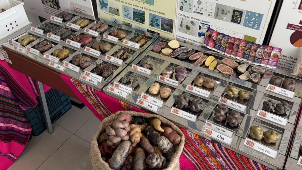 ST. KITTS AND NEVIS TO PARTNER WITH CIP AND CARDI TO DEVELOP DISEASE-FREE SWEET POTATO NURSERIES AND THE INTRODUCTION OF NEW VARIETIES