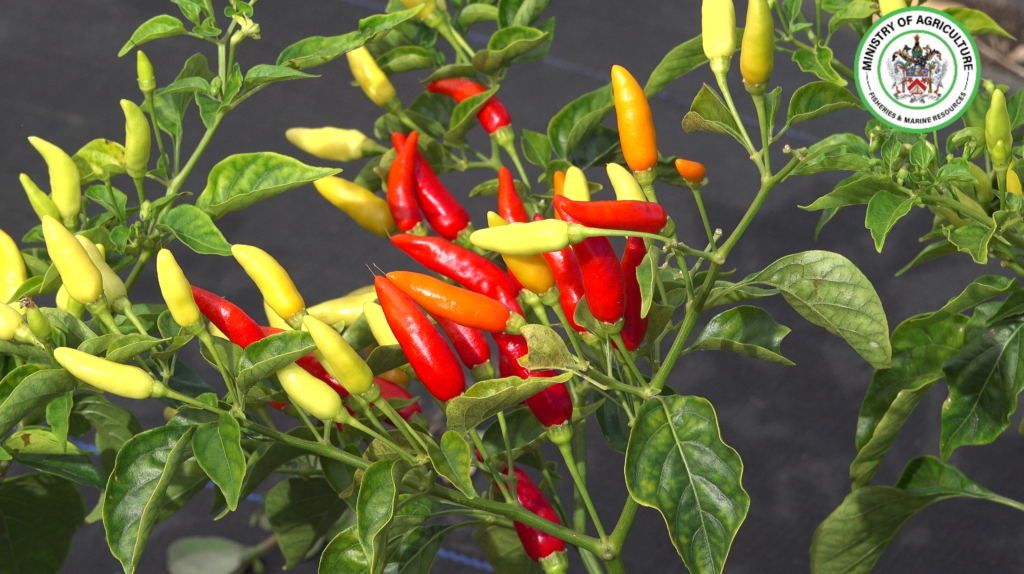 TABASCO PEPPER INITIATIVE REFLECTS GOVERNMENT’S PROACTIVE STRATEGY TO DIVERSIFY AGRICULTURE AS PROJECT MOVES TO NEXT PHASE