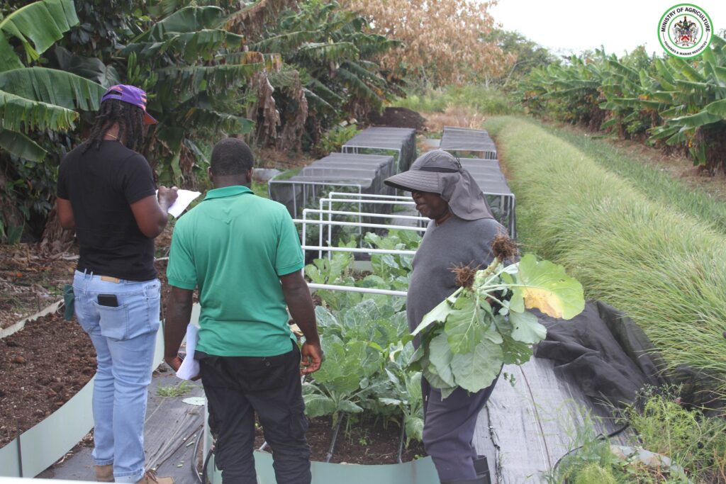 WHO WILL BE CROP FARMER OF THE YEAR? ANNUAL FARM JUDGING UNDERWAY IN ST. KITTS